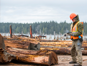 Logging worker - Forestry Sector